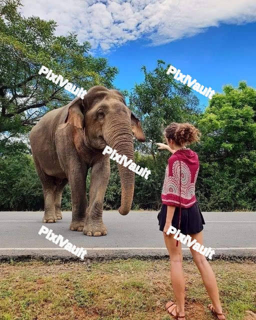 Elephant